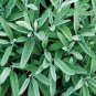 Exclusive SAGE 5 FRESH HERB SEEDS