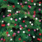 Best-Selling CYPRESS VINE 10 FRESH FLOWER SEEDS