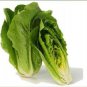 Best-Selling 100 FRESH HEIRLOOM ROMAINE LETTUCE PARRIS ISLAND COS SEEDS