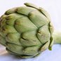 Premium ARTICHOKE 5 VEGETABLE SEEDS