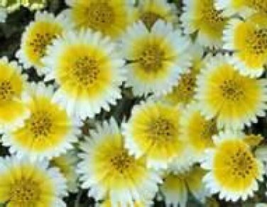 Exclusive TIDY TIPS FLOWER 100 FRESH SEEDS