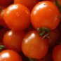 Best-Selling 25 FRESH HEIRLOOM SMALL RED CHERRY TOMATO SEEDS