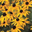 Top-Quality BLACK-EYED SUSAN 25 FRESH FLOWER SEEDS
