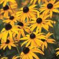 Top-Quality BLACK-EYED SUSAN 25 FRESH FLOWER SEEDS