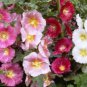 Best-Selling HOLLYHOCK SINGLE MIX 25 FRESH SEEDS