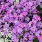 Limited Edition VIRGINIA STOCK 100 FRESH SEEDS LILAC & WHITE