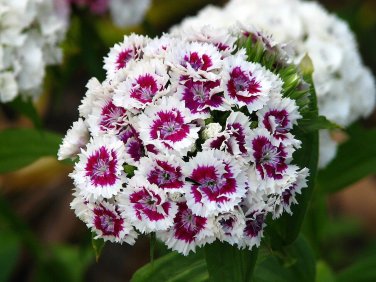 New Arrival SWEET WILLIAM 20 FRESH FLOWER SEEDS