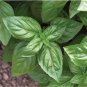 Premium BASIL 25 FRESH HERB SEEDS