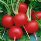 Top-Quality 50 FRESH RADISH CHAMPION SEEDS