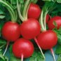 Top-Quality 50 FRESH RADISH CHAMPION SEEDS