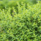 Best-Selling OREGANO 10 FRESH HERB SEEDS