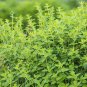 Best-Selling OREGANO 10 FRESH HERB SEEDS