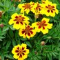 Limited Edition FRENCH MARIGOLD DAINTY MARIETTA (DWARF) 75 FRESH SEEDS