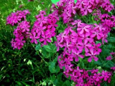 New Arrival CATCHFLY FLOWER 100 FRESH SEEDS SILENE ARMERIA