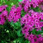 New Arrival CATCHFLY FLOWER 100 FRESH SEEDS SILENE ARMERIA