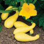 Premium SUMMER YELLOW SQUASH 10 VEGETABLE SEEDS