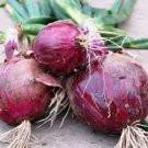 Exclusive 25 FRESH RED BURGANDY ONION SEEDS