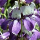 Top-Quality CHINESE HOUSE FLOWER SEEDS 100 FRESH SEEDS PURPLE