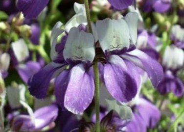 Top-Quality CHINESE HOUSE FLOWER SEEDS 100 FRESH SEEDS PURPLE