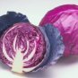 Best-Selling 25 FRESH CABBAGE RED ACRE SEEDS