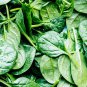 Limited Edition SPINACH 10 VEGETABLE SEEDS