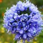 Top-Quality GLOBE GILIA SEEDS BLUE 100 FRESH SEEDS