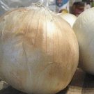 Limited Edition 25 FRESH SWEET SPANISH WHITE ONION SEEDS