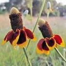New Arrival MEXICAN HAT FLOWER 100 FRESH SEEDS