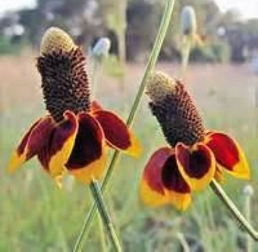 New Arrival MEXICAN HAT FLOWER 100 FRESH SEEDS