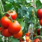 Exclusive 25 RUTGER,S FRESH TOMATO SEEDS