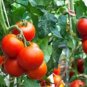 Exclusive 25 RUTGER,S FRESH TOMATO SEEDS