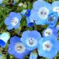 Top-Quality BABY BLUE EYES 100 FRESH SEEDS