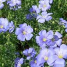 Limited Edition BLUE FLAX 100 FRESH SEEDS