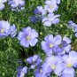 Limited Edition BLUE FLAX 100 FRESH SEEDS