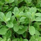Best-Selling 100 FRESH SWEET MARJORAM SEEDS