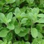 Best-Selling 100 FRESH SWEET MARJORAM SEEDS