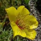 New Arrival YELLOW BLAZING STAR 100 FRESH SEEDS 0 USA SHIPPNG MENTZELIA LINDLEYI