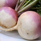 Premium TURNIP 20 VEGETABLE SEEDS