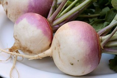 Premium TURNIP 20 VEGETABLE SEEDS
