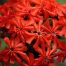 Best-Selling MALTESE CROSS 100 FRESH SEEDS