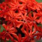 Best-Selling MALTESE CROSS 100 FRESH SEEDS