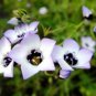 Limited Edition BIRD'S EYES - GILIA TRICOLOR 100 FRESH SEEDS