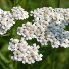 Exclusive WHITE YARROW PERENNIAL FLOWER 200 FRESH SEEDS
