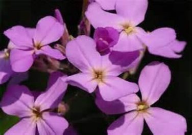 Top-Quality EVENING SCENTED STOCK FLOWER 200 FRESH SEEDS