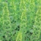 Best-Selling BELLES OF IRELAND 75 FRESH SEEDS