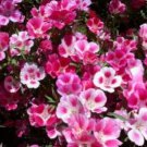 New Arrival GODETIA FAREWELL TO SPRING 100 FRESH SEEDS
