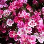New Arrival GODETIA FAREWELL TO SPRING 100 FRESH SEEDS