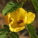 Exclusive PARTRIDGE PEA 50 FRESH SEEDS YELLOW FLOWER