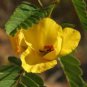 Exclusive PARTRIDGE PEA 50 FRESH SEEDS YELLOW FLOWER