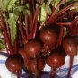 Best-Selling 25 FRESH HEIRLOOM DETROIT DARK RED BEET SEEDS